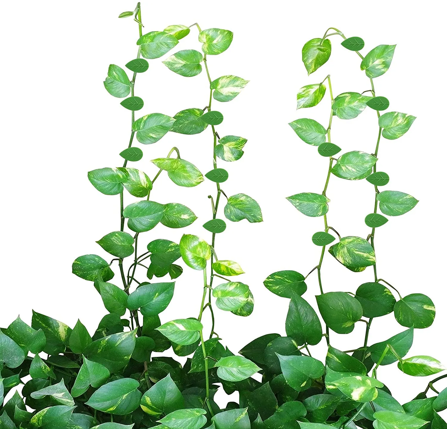 Leaf Shape Clips Plant