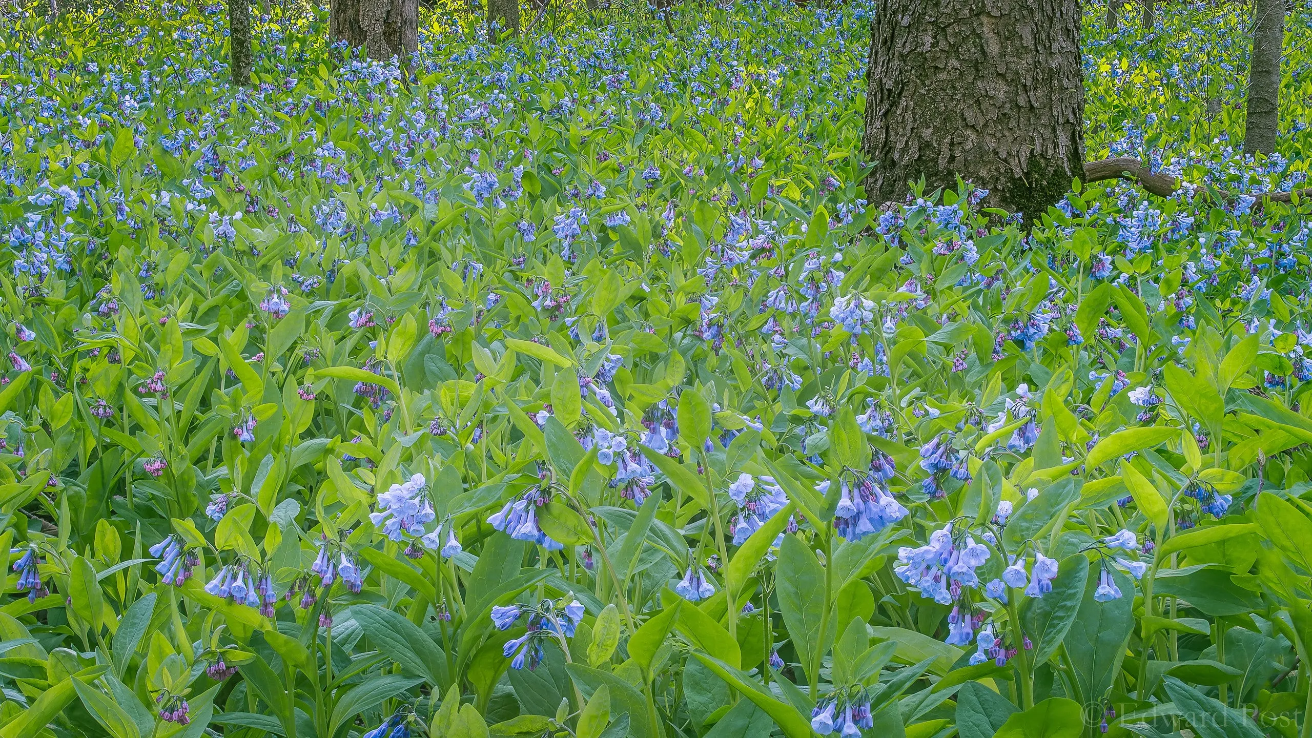 Virginia Bluebells  Mertensia virginica  75 Seeds  USA Company